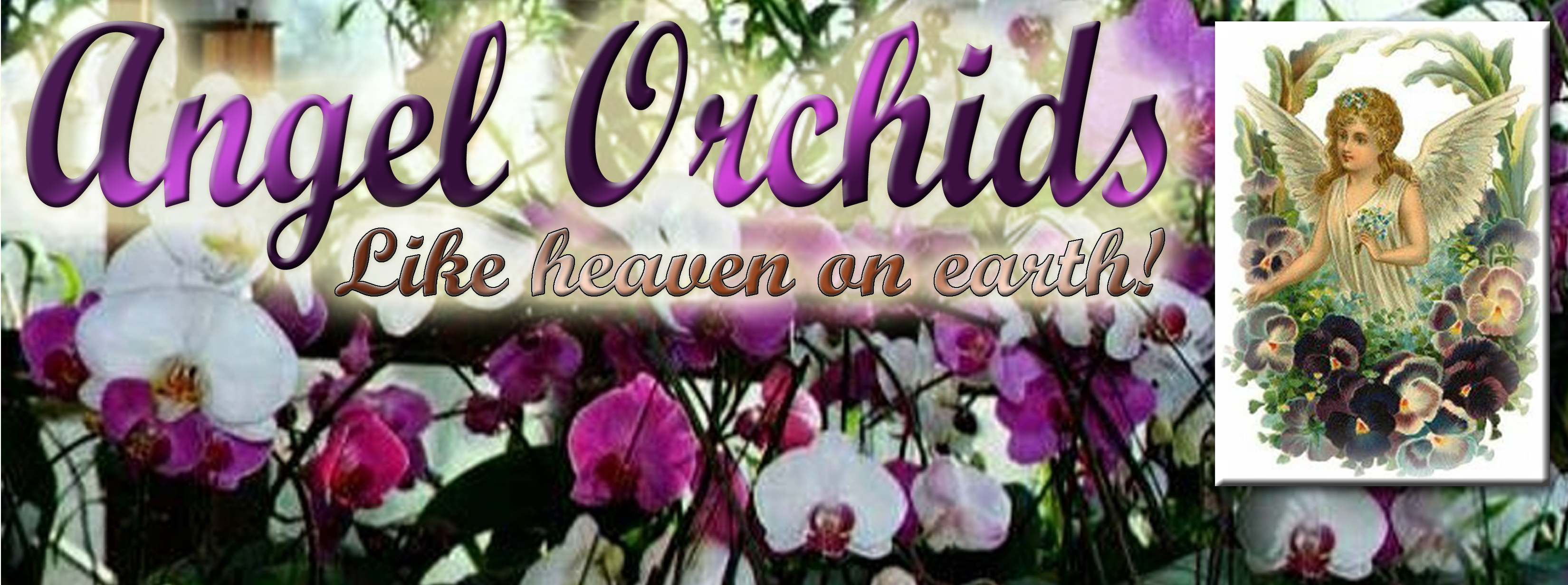 Angel Orchids